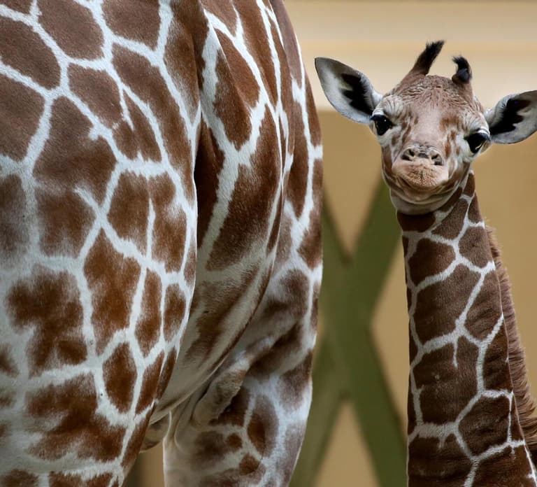 Amsterdam: ARTIS Royal Zoo and ARTIS Groote Museum Ticket