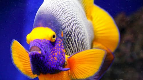 Oniria Aquarium: Entry Ticket Child