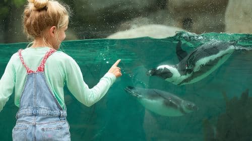 San Diego Zoo: bilet jednodniowy – zwiedzanie w dowolnym dniu