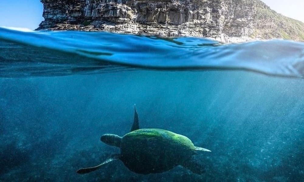 Mooloolaba Turtle Tour - 1.5 Hours