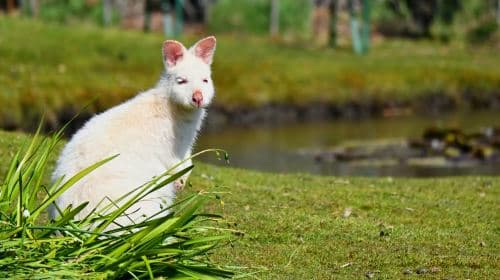 Hobart Bruny Island 1-day tour [3-hour speedboating | Optional meal included | English] Day Tours