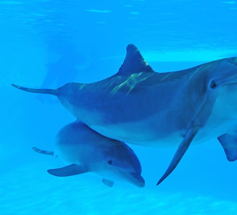 Algarve Zoomarine Ticket and Dolphin Emotions Experience