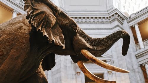 Smithsonian Museum of Natural History - Exclusive Guided Tour 