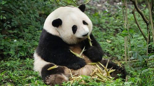 Panda Base + Sanxingdui Day Trip