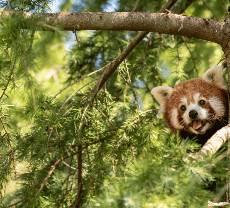 Rotterdam: Rotterdam Zoo Blijdorp Entry Ticket