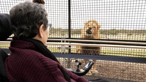 Lions 360 Experience and a Day at Monarto Safari Park Day Tours