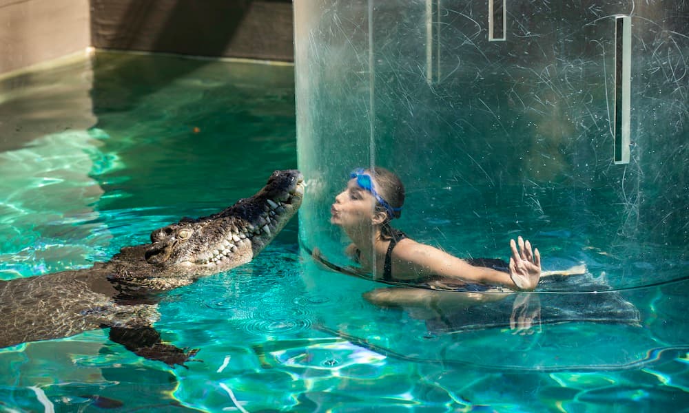 Cage of Death Solo Dive