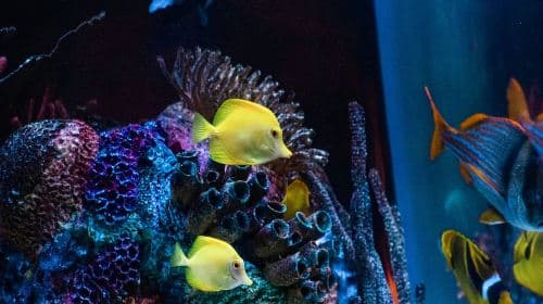 Orlando: SEA LIFE Orlando Aquarium dagtochten