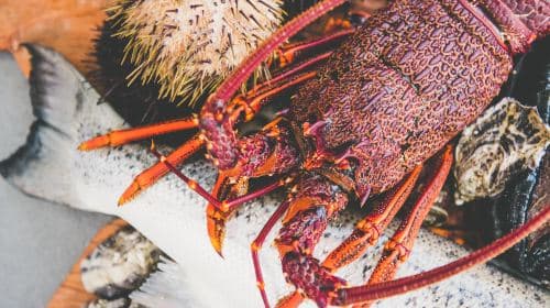 Hobart, Tasmania seafood cruise (freshly harvested sea urchin, tasting lobster, abalone, Atlantic salmon, and wine) Transport Passes