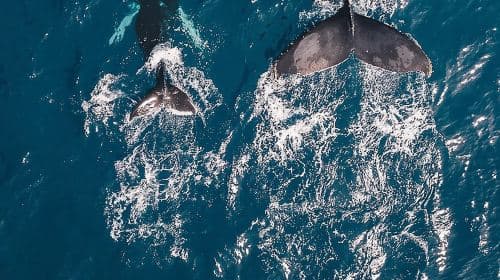 Oahu: Waikiki Whale Watch Boat Tour Day Tours