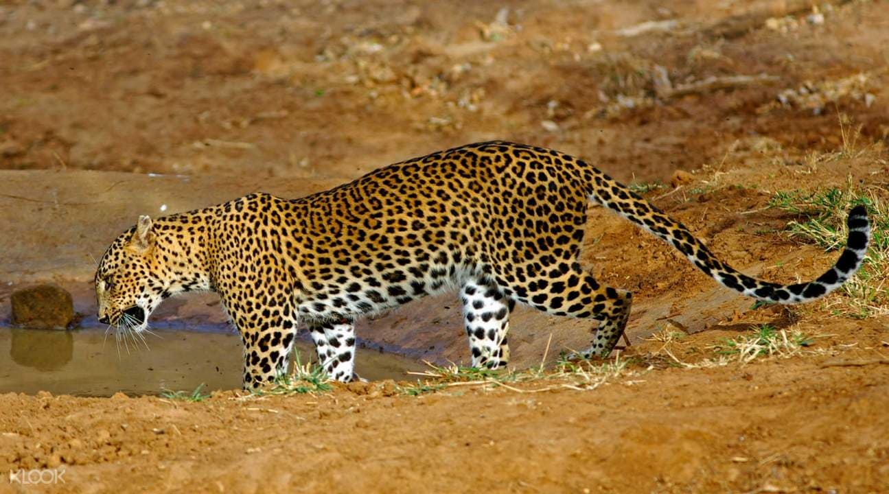 Udawalawe National Park Private Safari Tour from Bentota
