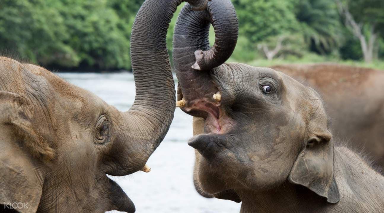 Udawalawe National Park Private Safari Tour from Bentota