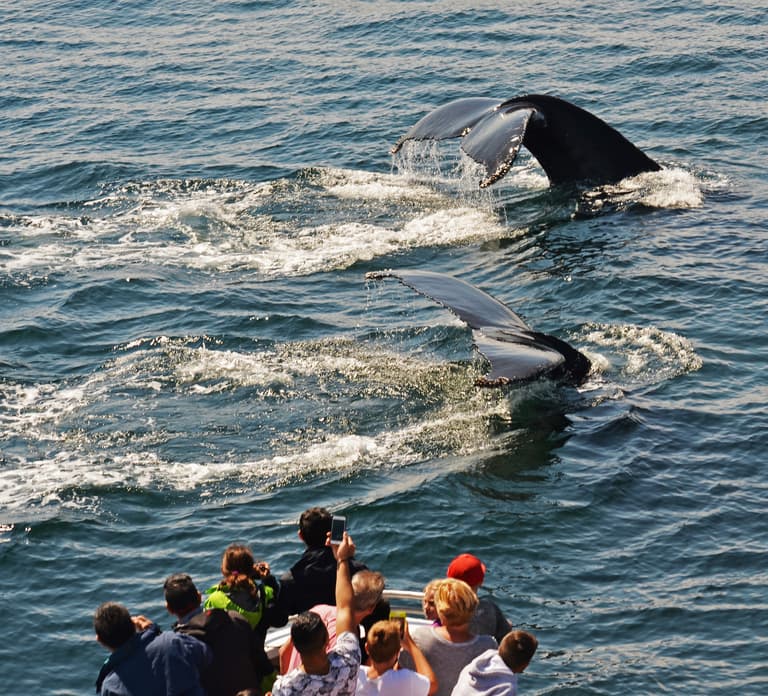 Boston: Cruzeiro de Observação de Baleias da City Cruises