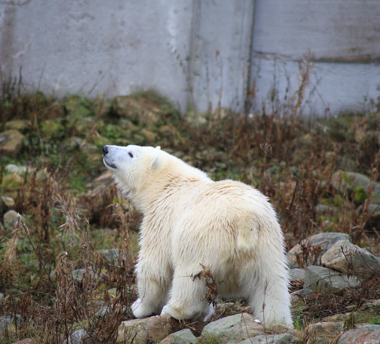 Rovaniemi: Ranua Zoo Wildlife Park Tour with hotel pickup