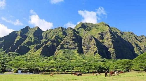 From Waikiki: Circle Island Tour Day Tours