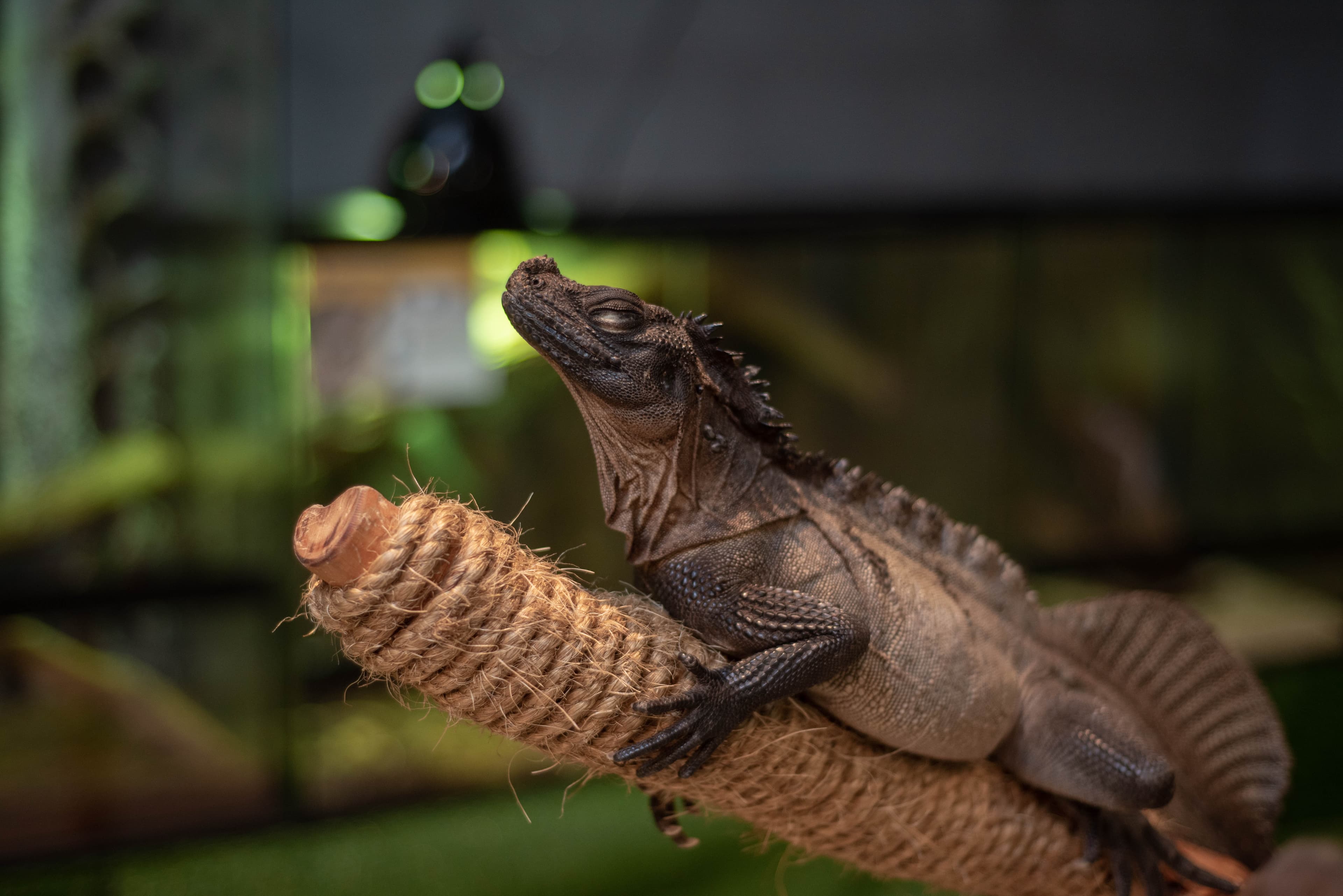 Bilet do Just Farm by Just Pets Megastore (największe kryte zoo w Malezji)