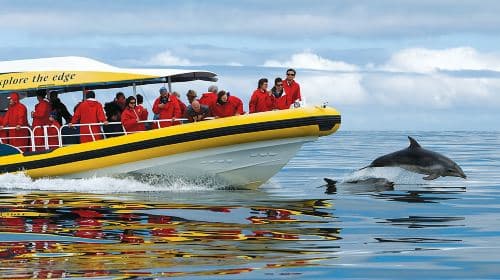 Bruny Island Half-Day Tour from Hobart, Tasmania [3-Hour English Speedboating | Round-Trip to Adventure Bay] Day Tours