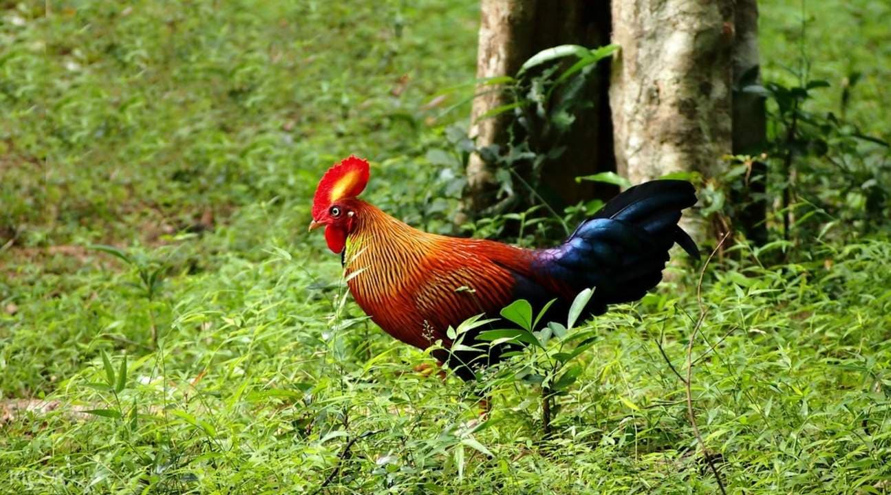 Wilpattu National Park Safari Drive from Trincomalee