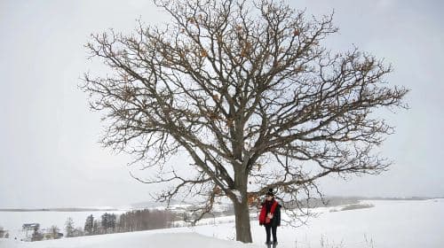 Hokkaido Asahiyama Zoo + Shirahige Waterfall + Seven Stars Tree zimowa romantyczna wycieczka jednodniowa [Wyjazd z Sapporo] Wycieczki jednodniowe