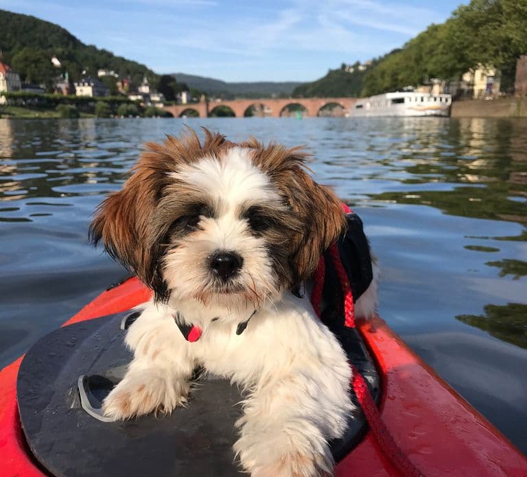Heidelberg: 2-Hour Kayak Tour