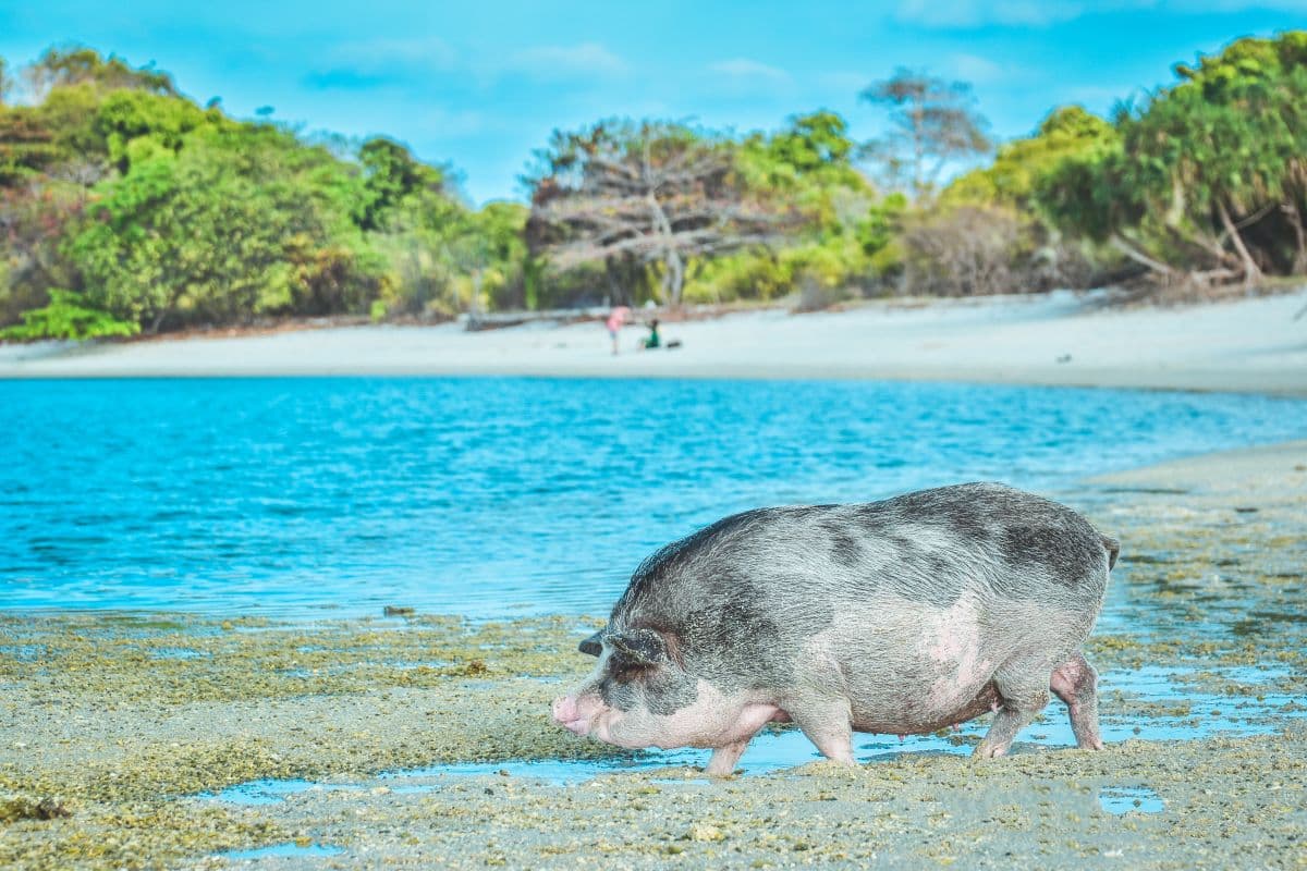 Dołącz do wycieczki na Koh Tan i Koh Mudsum motorówką z Koh Samui
