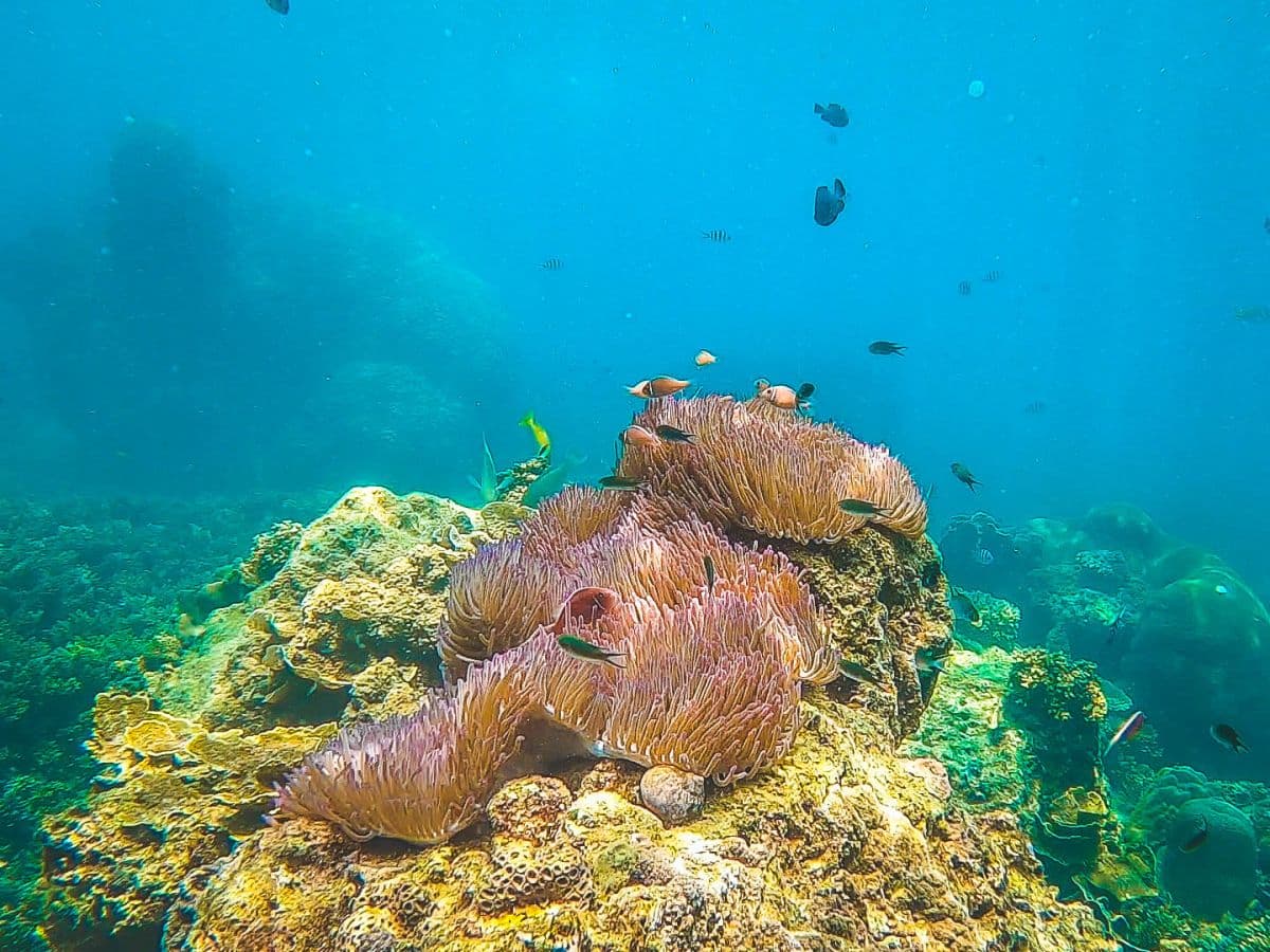 Excursão Compartilhada de Snorkel em Koh Tao e Koh Nangyuan de Lancha saindo de Samui