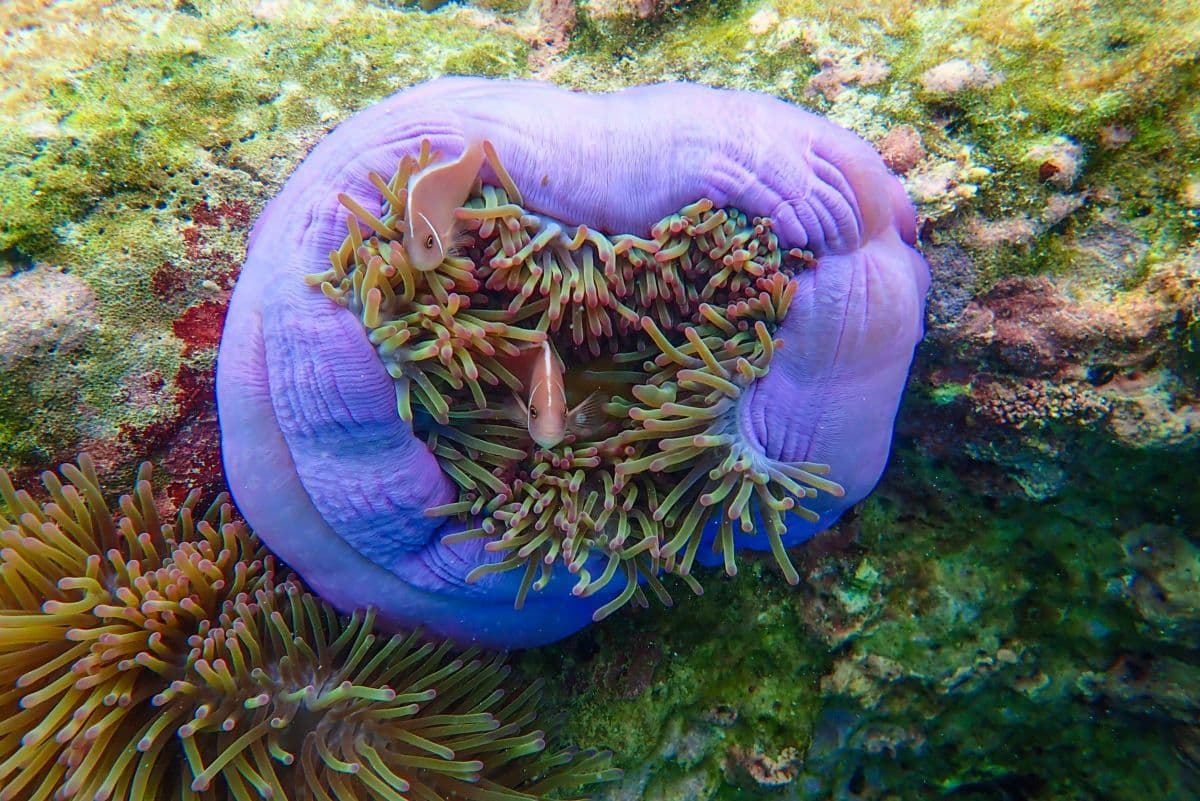 Deelnemen aan Koh Tao & Koh Nangyuan Snorkeltour per speedboot vanaf Koh Samui