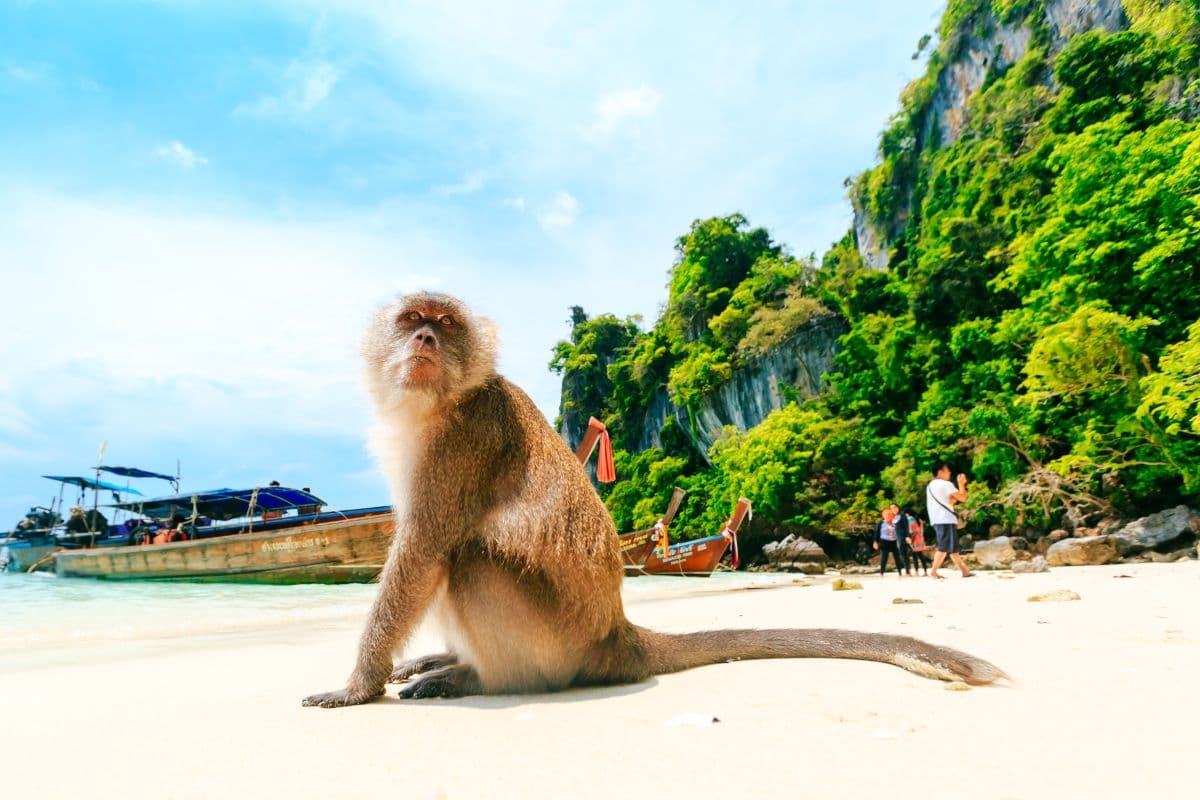 Join Tour Phi Phi Island One Day Trip by Speedboat from Krabi
