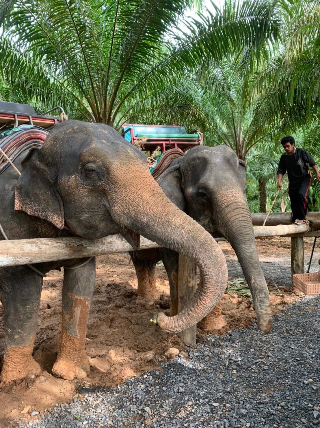 Join Tour White Water Rafting, Flying Fox, Jungle Walk, ATV Adventure and Elephant Trekking from Krabi