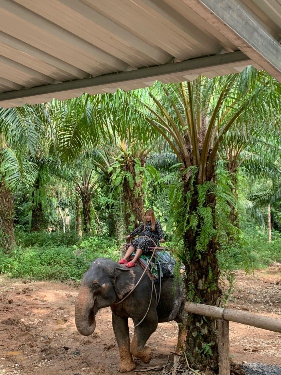 Join Tour White Water Rafting, Flying Fox, Jungle Walk, ATV Adventure and Elephant Trekking from Krabi