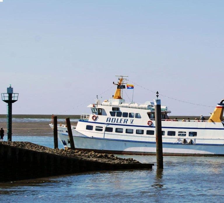 Nordstrand: Seal watching on the Wadden Sea