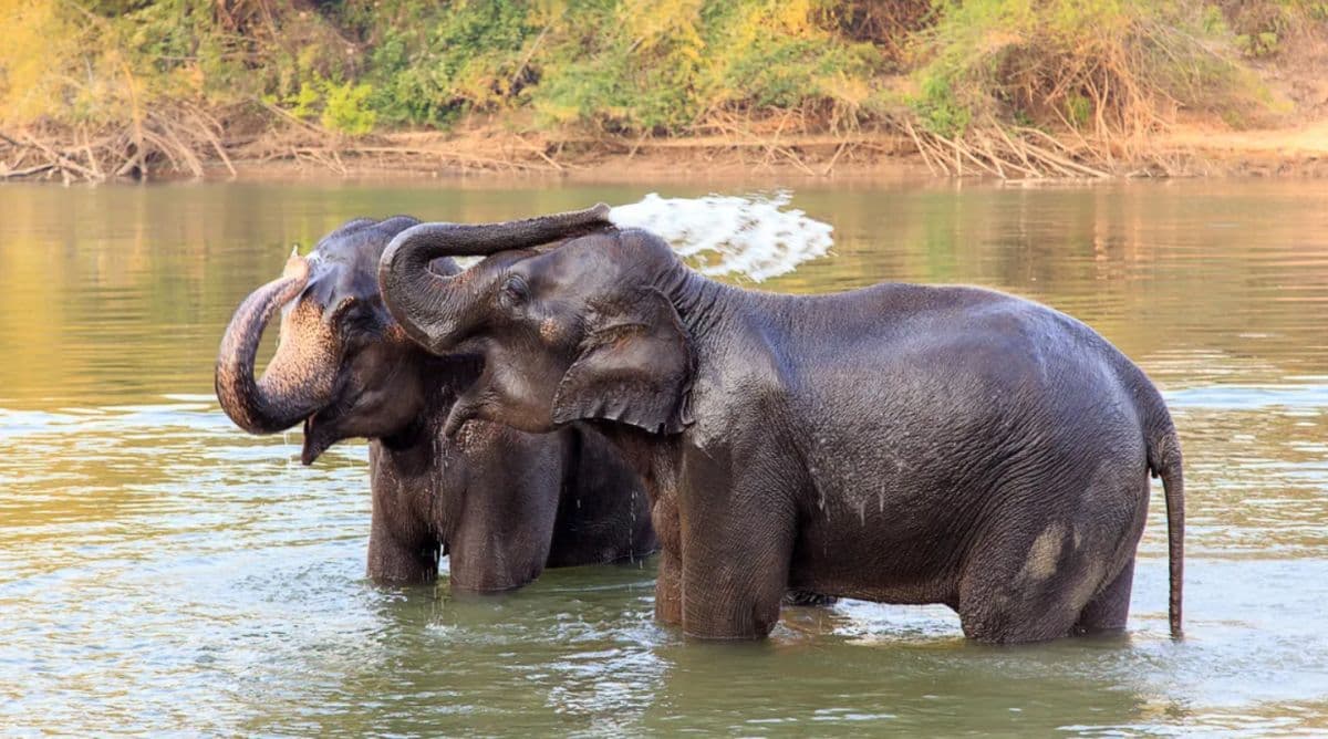 Kanchanaburi Odyssey : Tiger Cave Temple, Death Railway and Elephant Sanctuary