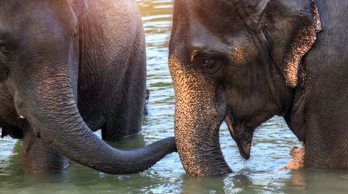 Kanchanaburi Odyssey : Tiger Cave Temple, Death Railway and Elephant Sanctuary