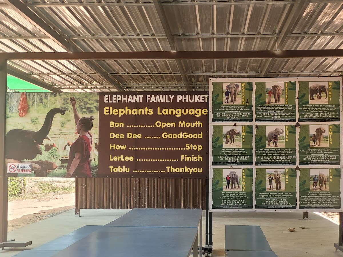 Kerchor Elephant Family Phuket