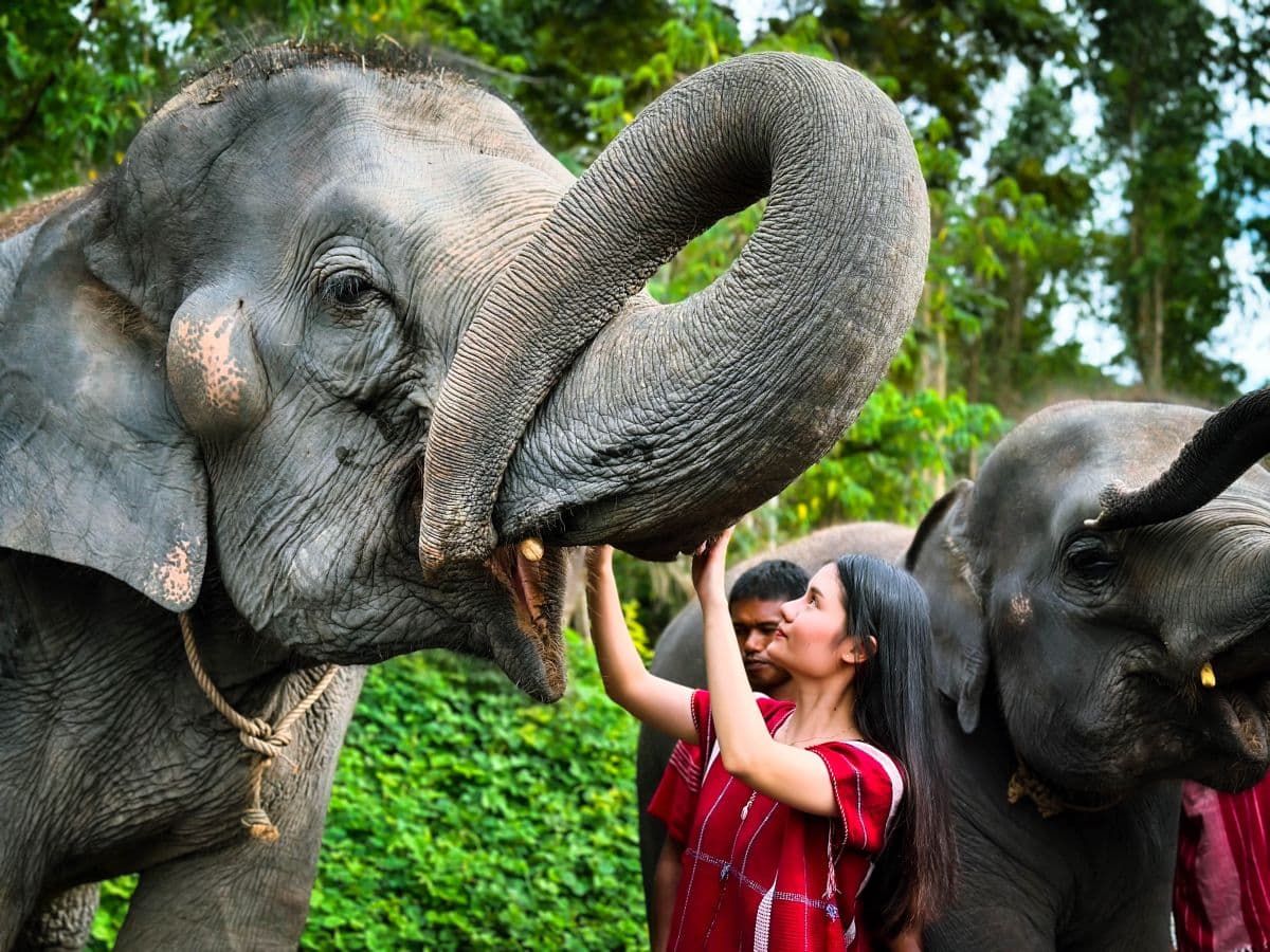 Kerchor Elephant Family Phuket