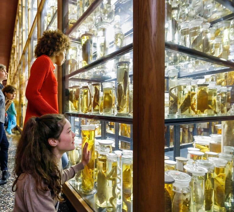 Berlín: Entrada al Museo de Historia Natural
