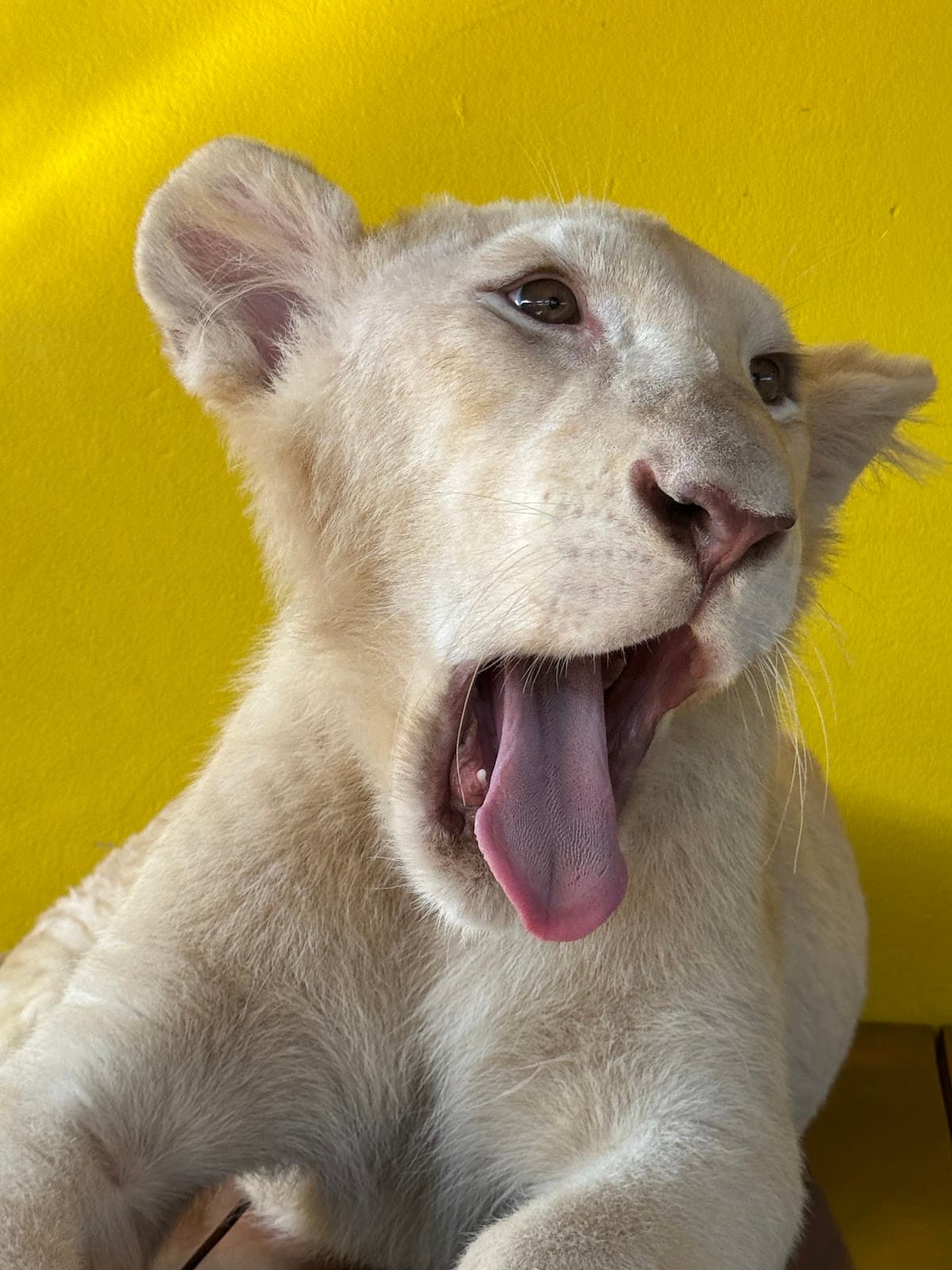 Lion Land Phuket