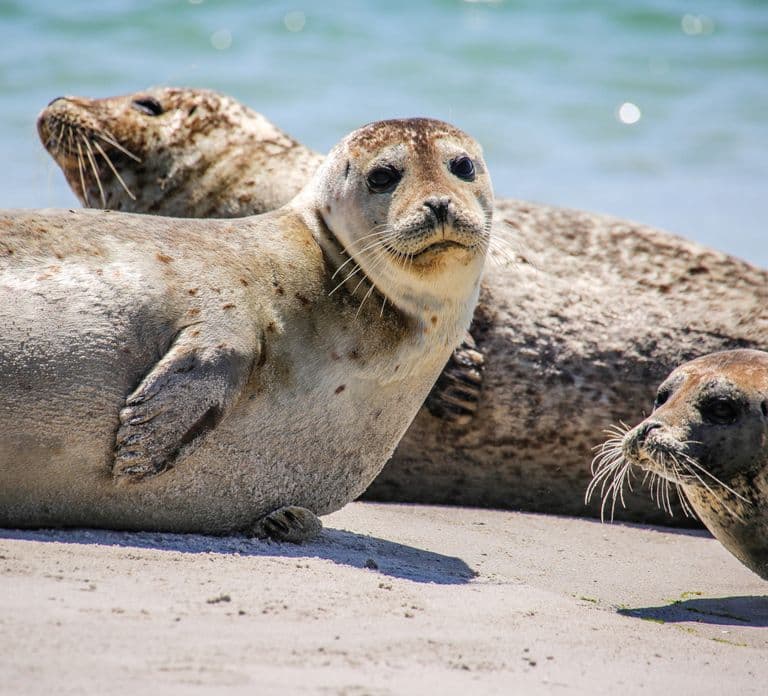 List/Sylt: Guided Seal-Watching Cruise on a Rustic Boat