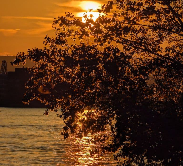 Mainz: guided evening tour of the Rhine riverbank/old town in German and English