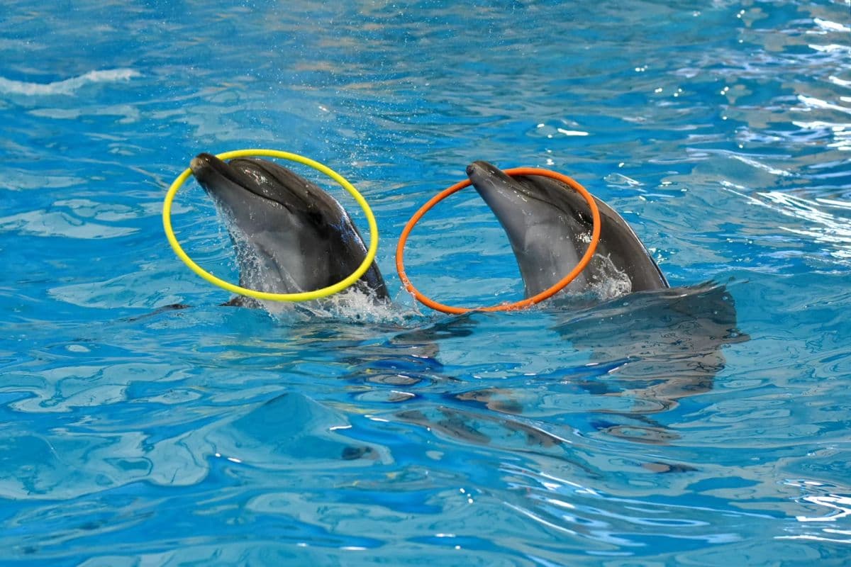 Pattaya Dolphinarium