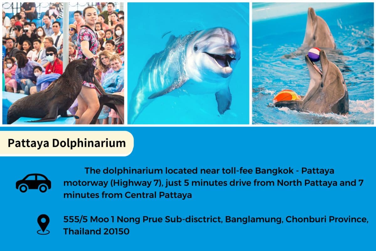 Pattaya Dolphinarium