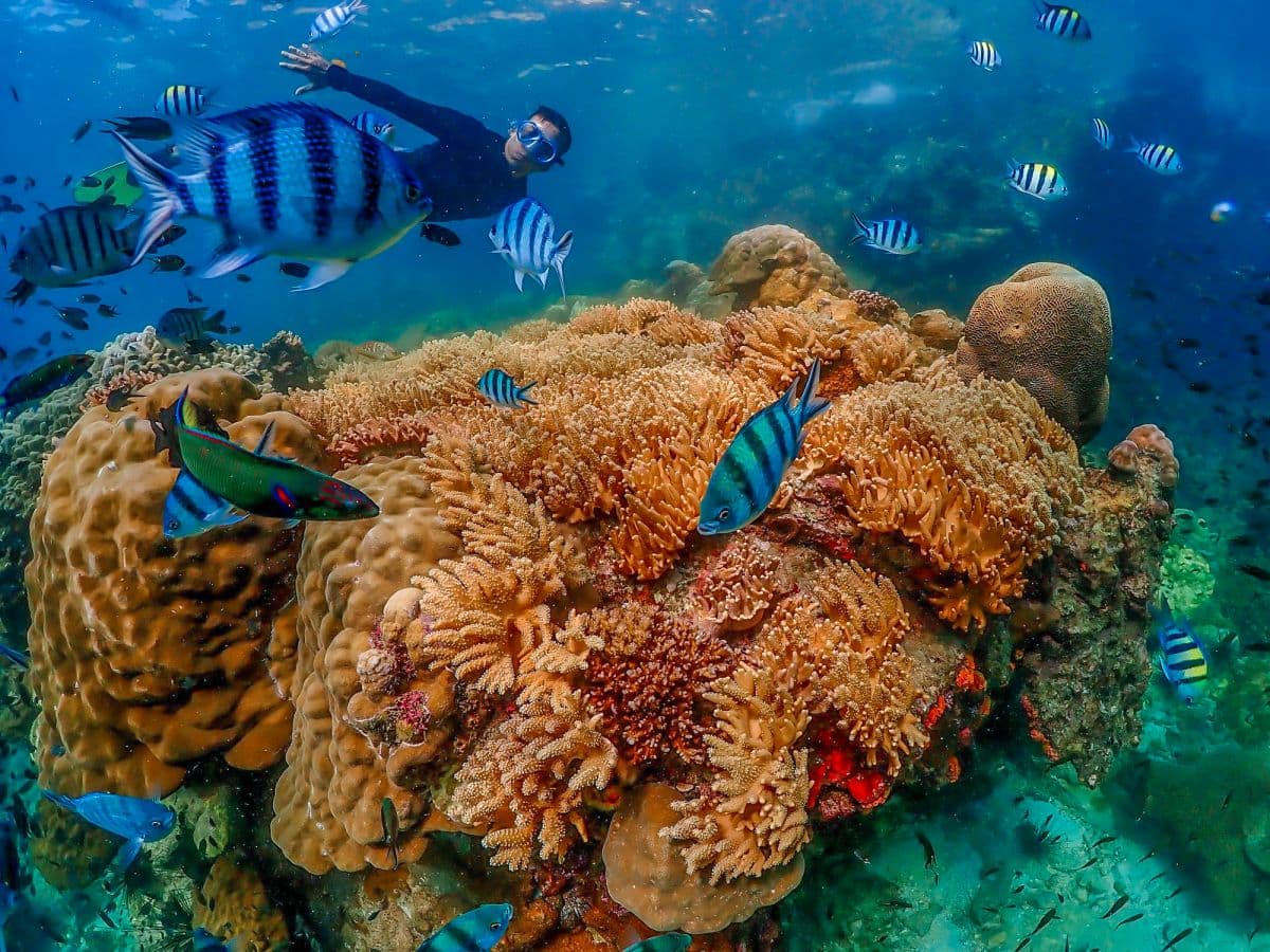 Pattaya Island Tour European Beach Experience (Koh Larn)