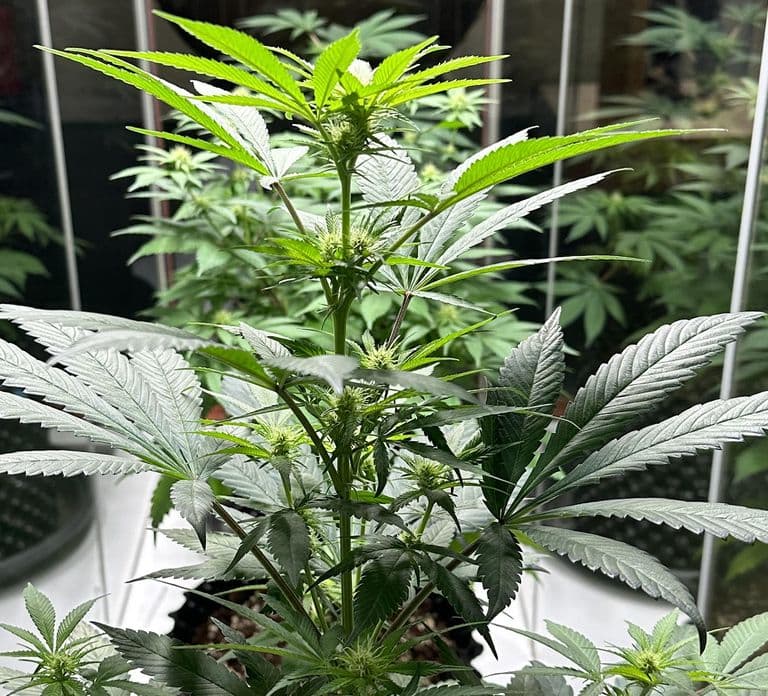 Amsterdam: Eintrittskarte für das Cannabis Museum