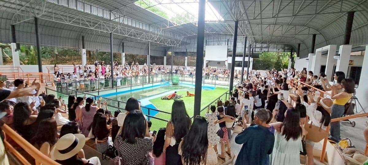 Phuket Crocodile Farm and Crocodile Show