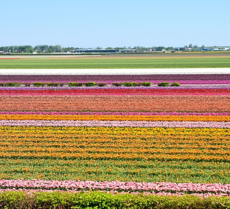 Amsterdam: Geführte Tagestour zum Keukenhof und Zaanse Schans