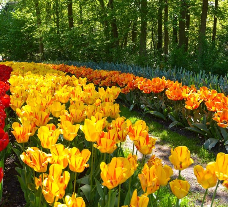 Amsterdam: Geführte Tagestour zum Keukenhof und Zaanse Schans