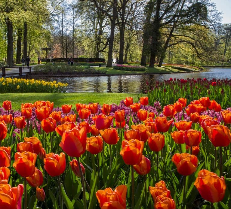 Amsterdam: Keukenhof Ticket with Shuttle Bus + Canal Cruise
