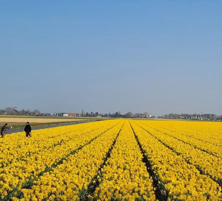 Amsterdam: Keukenhof Tulip Gardens Private Tour