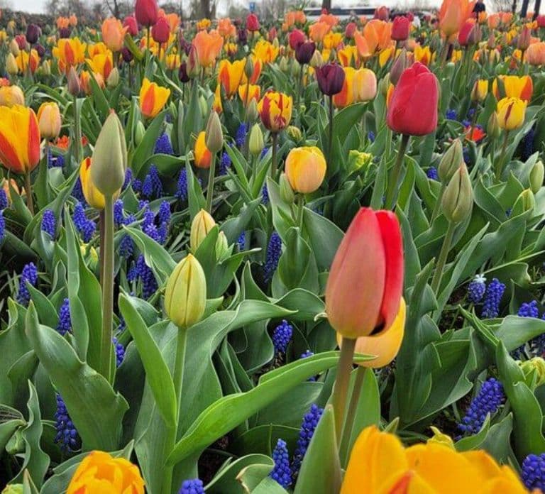 Amsterdam : visite privée des jardins de tulipes de Keukenhof
