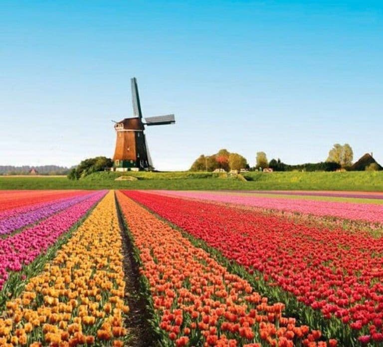 Amsterdam: Keukenhof Tulip Gardens Private Tour